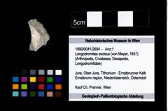 Foto (Objekt + Etikett) von Longodromites excisus (von Meyer, 1857)  (NHMW-GEO-1990-0041-2694)
